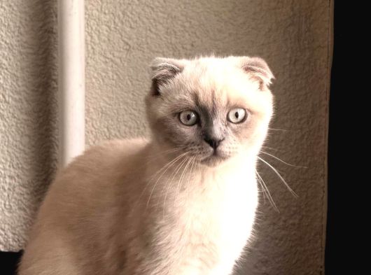 Scottish Fold Blue Point Dişi 3 Aylık görsel