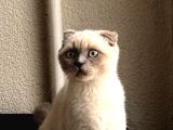 Scottish Fold Blue Point Dişi 3 Aylık