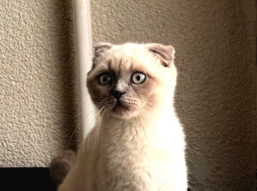Scottish Fold Blue Point Dişi 3 Aylık görsel