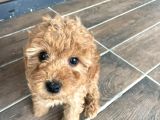 Ev Üretimi Safkan Toy Poodle Yavruları  Anne Yanında