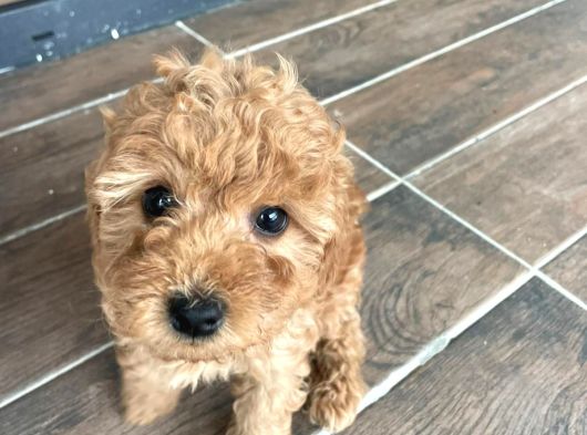 Ev Üretimi Safkan Toy Poodle Yavruları  Anne Yanında
