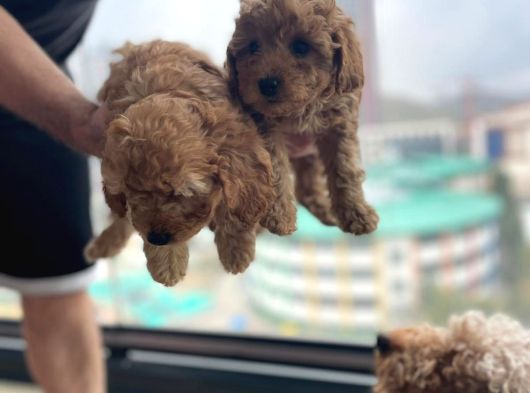 Ev Üretimi Safkan Toy Poodle Yavruları  Anne Yanında görsel