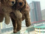 Ev Üretimi Safkan Toy Poodle Yavruları  Anne Yanında
