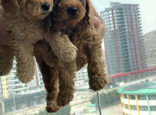 Ev Üretimi Safkan Toy Poodle Yavruları  Anne Yanında görsel