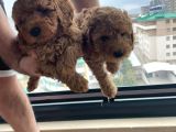 Ev Üretimi Safkan Toy Poodle Yavruları  Anne Yanında