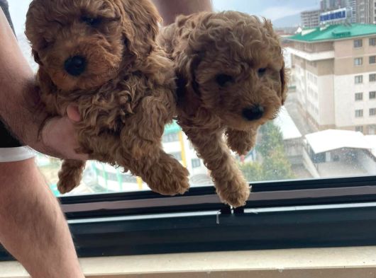 Ev Üretimi Safkan Toy Poodle Yavruları  Anne Yanında görsel