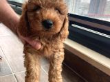 Ev Üretimi Safkan Toy Poodle Yavruları  Anne Yanında