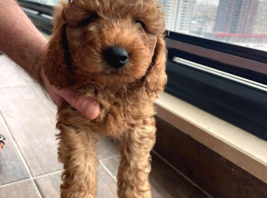 Ev Üretimi Safkan Toy Poodle Yavruları  Anne Yanında görsel