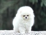 Karbeyaz Pomerani Boo Yavrumuz