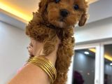Poddle