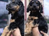 Özel olmak isteyenler için blacktan Cavalier king charles