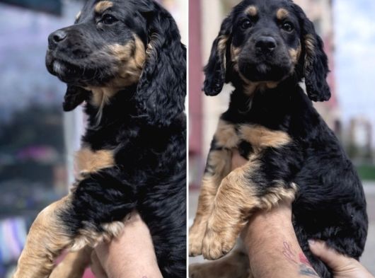 Özel Olmak Isteyenler Için Blacktan Cavalier King Charles