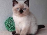 Bitter Çikolata Point British Shorthair