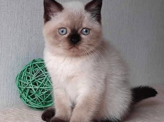 Bitter Çikolata Point British Shorthair