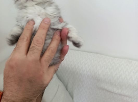 İki Aylık Dışı Ve Erkek Yavrular görsel