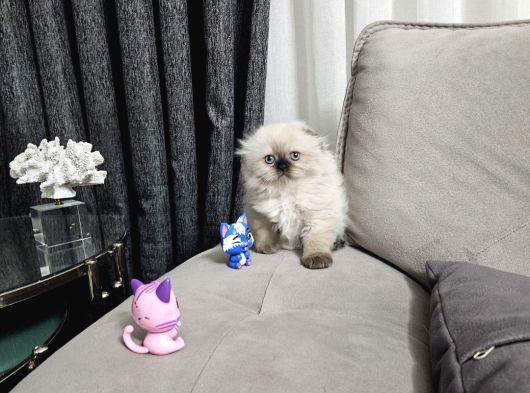 Aile Sıcaklığnda Büyüyen British Shorthair  Scottish görsel