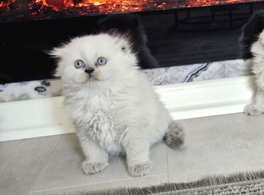 Aile Sıcaklığnda Büyüyen British Shorthair  Scottish görsel