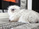 Aile Sıcaklığnda Büyüyen British Shorthair  Scottish