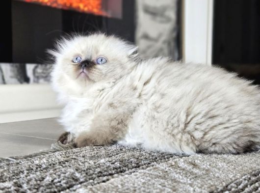 Aile Sıcaklığnda Büyüyen British Shorthair  Scottish görsel