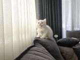 Aile Sıcaklığnda Büyüyen British Shorthair  Scottish