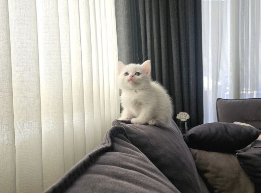 Aile Sıcaklığnda Büyüyen British Shorthair  Scottish görsel