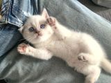 Aile Sıcaklığnda Büyüyen British Shorthair  Scottish
