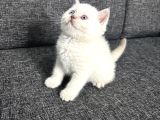 Aile Sıcaklığnda Büyüyen British Shorthair  Scottish
