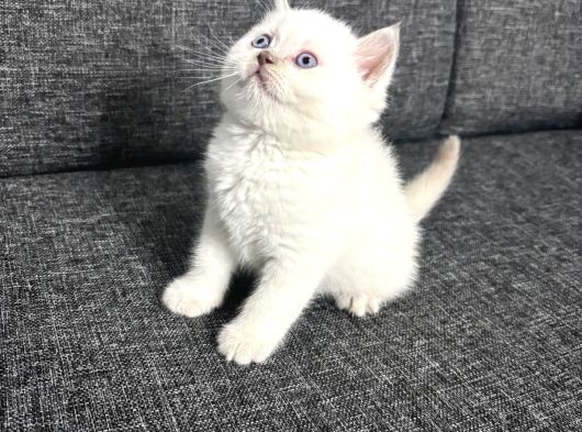 Aile Sıcaklığnda Büyüyen British Shorthair  Scottish görsel