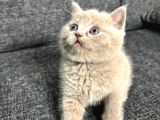 Aile sıcaklığnda büyüyen british shorthair  scottish