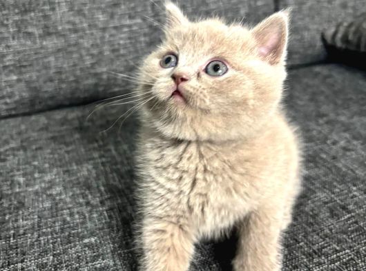Aile Sıcaklığnda Büyüyen British Shorthair  Scottish