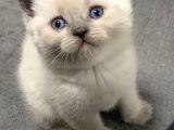 Aile Sıcaklığnda Büyüyen British Shorthair  Scottish