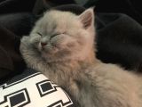 Aile Sıcaklığnda Büyüyen British Shorthair  Scottish
