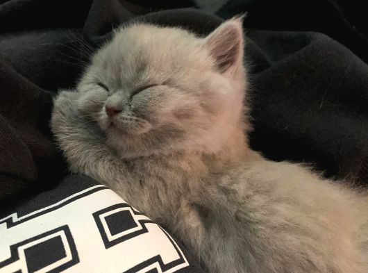 Aile Sıcaklığnda Büyüyen British Shorthair  Scottish görsel