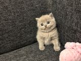 Aile Sıcaklığnda Büyüyen British Shorthair  Scottish