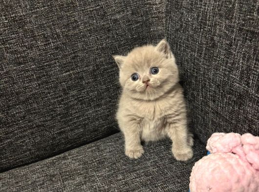 Aile Sıcaklığnda Büyüyen British Shorthair  Scottish görsel