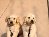 Baby face golden retriever