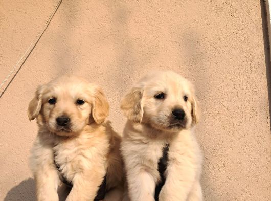 Baby Face Golden Retriever
