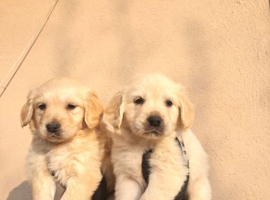 Baby Face Golden Retriever görsel
