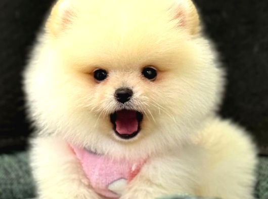 Pomerri̇an Boo Sevi̇mli̇ Yavrular görsel