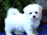 Maltese Terri̇er Ci̇nsi̇ Yavrular