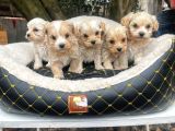 MALTİPOO CİNSİ YAVRULAR EV ÜRETİMİ