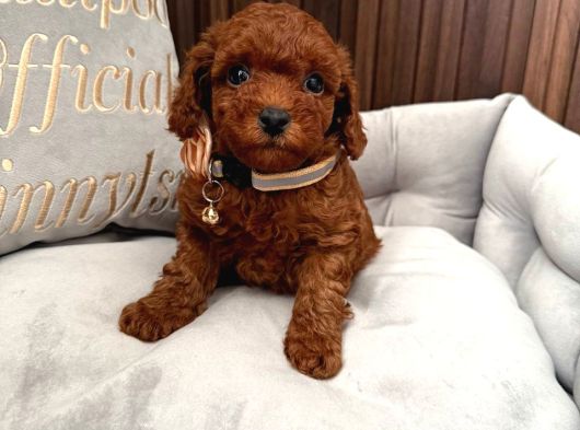 Toy Poodle Sevi̇mli̇ Yavrular Ev Üreti̇mi̇