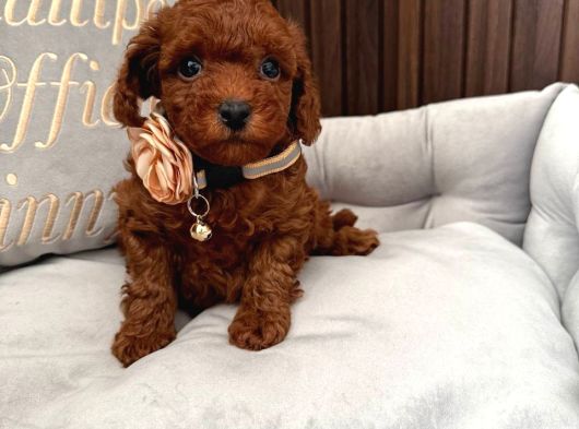 Toy Poodle Sevi̇mli̇ Yavrular Ev Üreti̇mi̇ görsel