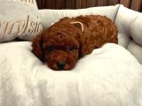 Toy Poodle Sevi̇mli̇ Yavrular Ev Üreti̇mi̇