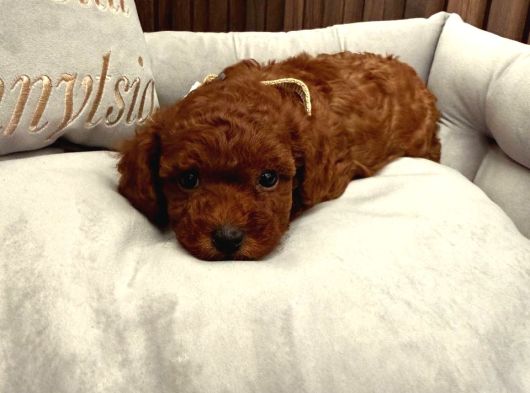 Toy Poodle Sevi̇mli̇ Yavrular Ev Üreti̇mi̇ görsel