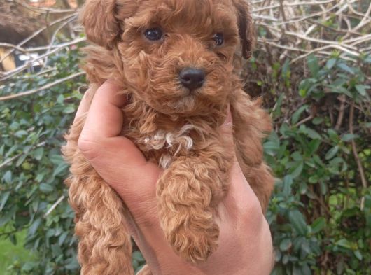 Özel Renk F2 Maltipoo Yavruları görsel
