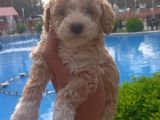 Özel Renk F2 Maltipoo Yavruları