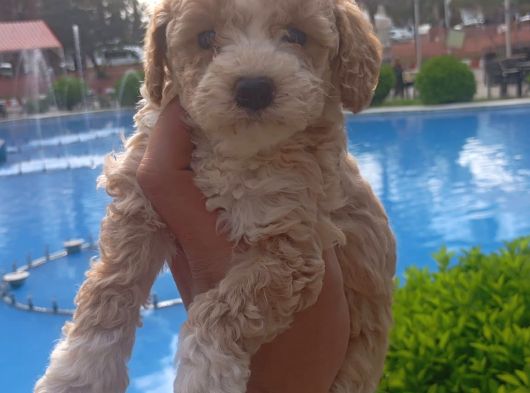 Özel Renk F2 Maltipoo Yavruları görsel