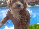Özel Renk F2 Maltipoo Yavruları