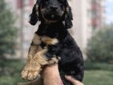 Özel Olmak Isteyenler Için Blacktan Cavalier King Charles